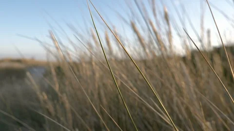 Movement through the dry high grass in summer Stock Footage 92815679