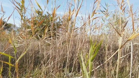 Movement through the dry reeds Video stock 118448985