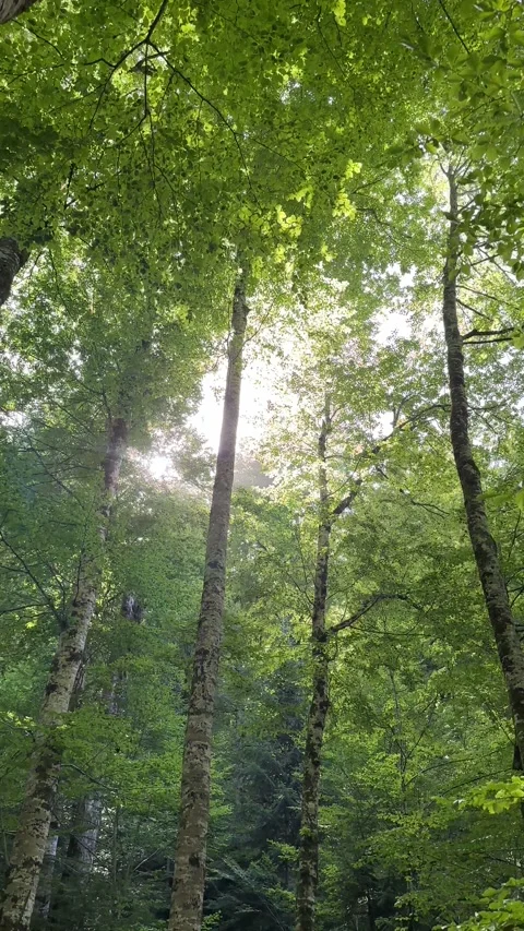 Movement through the edge of the forest, sunlight breaking through the treetops Stock Footage 252718865