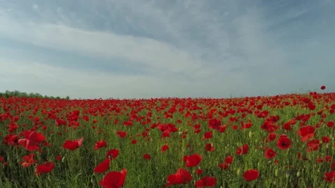 Movement through the field with red flowers. Stock-Footage 90901026