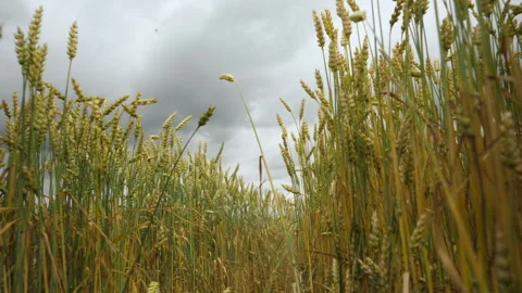 Movement Through Field of Wheat Against Background of Dark Dramatic Sky. Sp.. Stock Footage 306411791