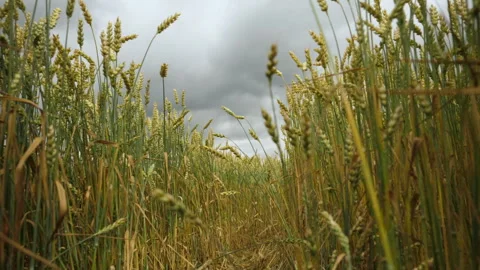 Movement Through Field of Wheat Against Background of Dark Dramatic Sky. Sp.. Stock-Footage 336029148