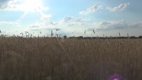 Movement through the field of wheat Stock-Footage 77858587