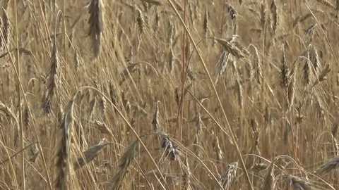 Movement through the field of wheat, Ukraine 動画素材 77858692