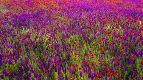 Movement through field of wild red poppies Stock Footage 178965181