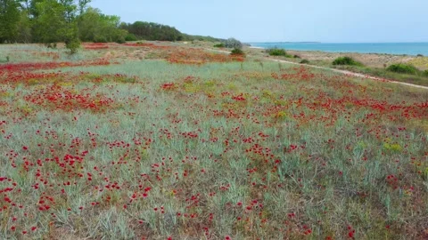 Movement through field of wild red poppies Stock Footage 194671120
