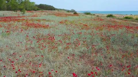 Movement through field of wild red poppies Stock Footage 195654978