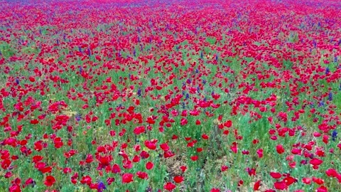 Movement through field of wild red poppies Stock Footage 197556300