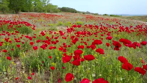 Movement through field of wild red poppies Stock Footage 199417494