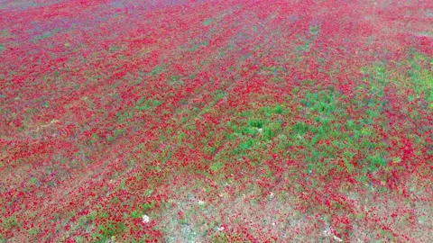 Movement through field of wild red poppies Stock Footage 199419035