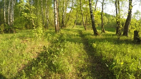 Movement through the forest Stock Footage 90463863