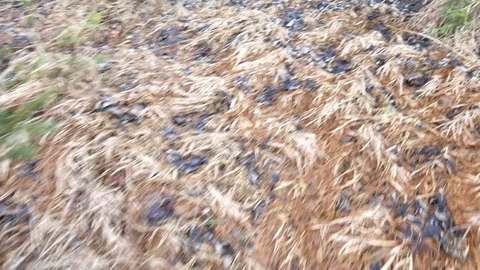 Movement through the forest, forest soil Stock Footage 100436119