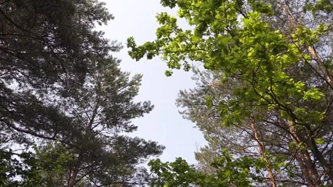Movement through the forest, looking up Stock Footage 242288655