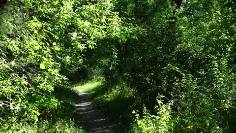 Movement through the forest. summer day Stock Footage 77028722