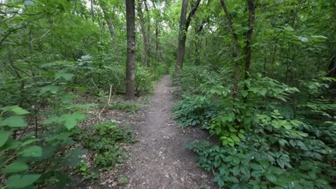 Movement through a green forest thicket along a trail, conveying a sense of.. Video stock 311794071