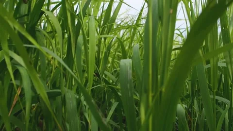 Movement through the green grass. Stock Footage 219692766