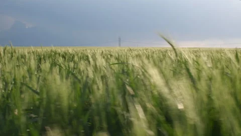 Movement through green wheat grass on the agriculture field, blue stormy sky on  Video stock 242230959