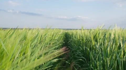 Movement through green wheat grass on the agriculture field, blue stormy sky on  Vídeos de archivo 242231672