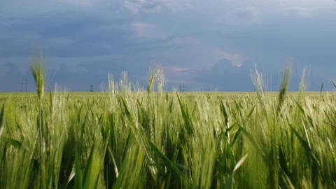 Movement through green wheat grass on the agriculture field, blue stormy sky on  Video stock 242232025