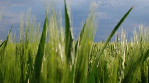 Movement through green wheat grass on the agriculture field, blue stormy sky on  Video stock 242232120
