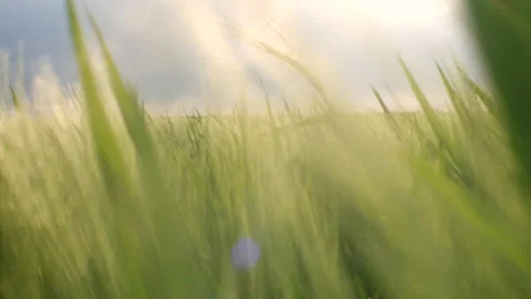 Movement through green wheat grass on the agriculture field, soft sunlight beams Stock Footage 242232803