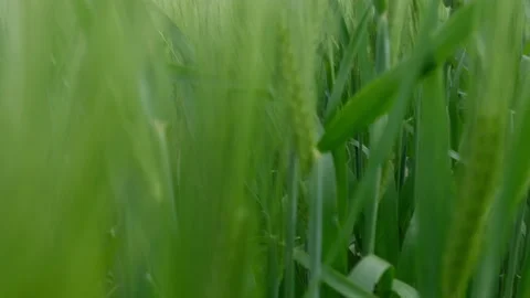 Movement through green wheat grass on the agriculture field, blue stormy sky on  Video stock 242232900