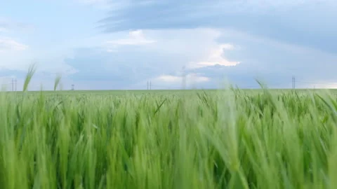Movement through green wheat grass on the agriculture field, blue stormy sky on  Video stock 242233220