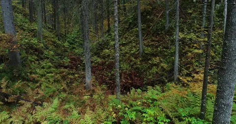 Movement through a lush Finnish forest Stock Footage 219832132