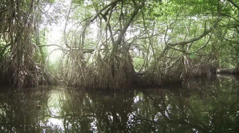Movement through the mangroves Stock Footage 26763372