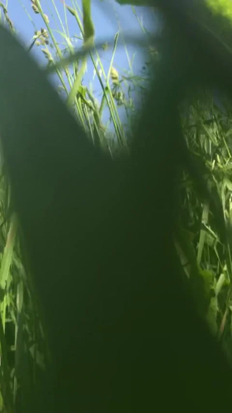 Movement through meadow grass against a blue sky Stock Footage 200872892