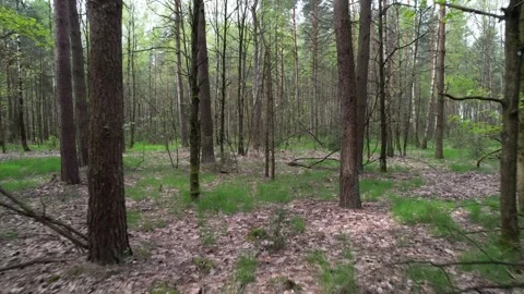 Movement through a pine forest. Belarusian forest. Stock Footage 273229855