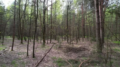 Movement through a pine forest. Belarusian forest. Stock Footage 273231582