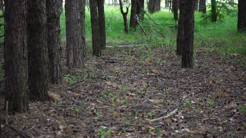 Movement through a pine forest. summer day Stock Footage