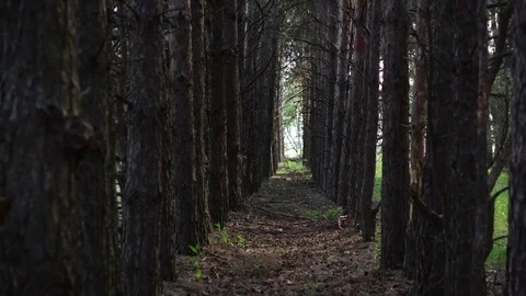 Movement through a pine forest. summer day Stock Footage