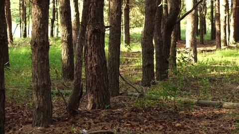 Movement through a pine forest. summer day Stock Footage