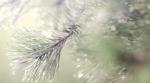 Movement Through Pine Trees and Dew Stock Footage 65498968