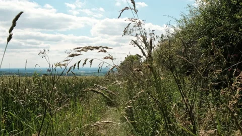 Movement through plants on an overgrown path in the English Countryside Stock-Footage 135354877