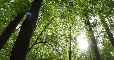 Movement through sunny forest trees Video stock 96450528