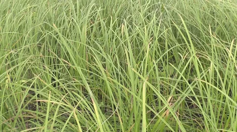 Movement through the tall grass Stock Footage 29478840