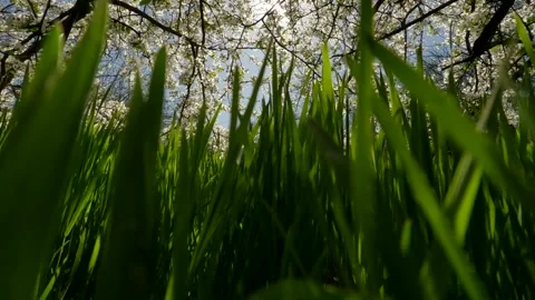 Movement through thick green grass under low hanging branches of blossoming Stock Footage 289980826