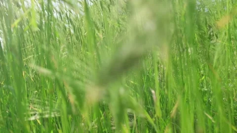 Movement through thick green grass 스톡 동영상 295037545