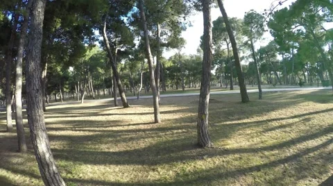 Movement through the trees in the park with large shadows on a sunny day Stock Footage 47967942