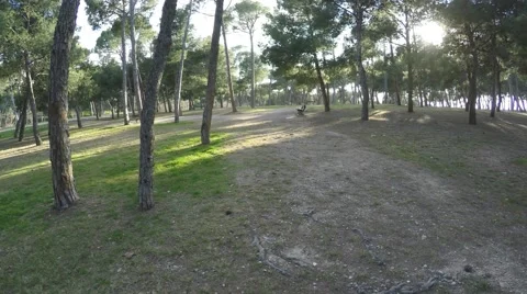 Movement through the trees in the park on a sunny day Stock Footage 47992550