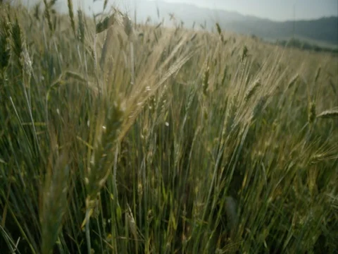 Movement through wheat at sunrise in slow motion Stock Footage