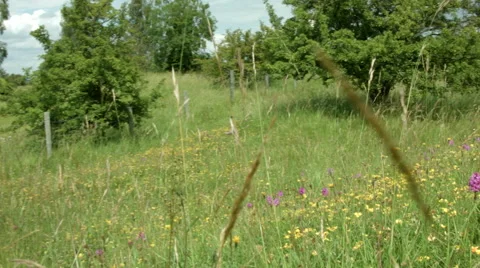 Movement through wild flowers Stock Footage 39977702