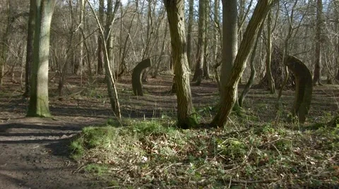 Movement through woods Stock Footage 39965684