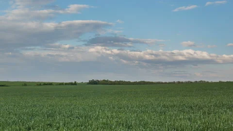 The movement of the thunderclouds over the fields of wheat in spring Stock Footage 90304823