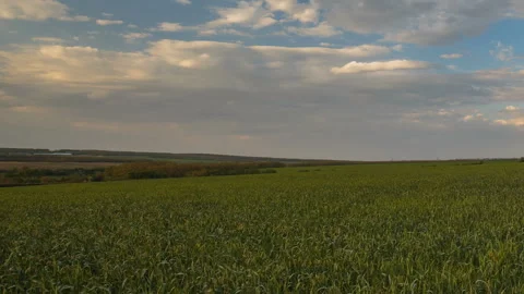 The movement of the thunderclouds over the fields of wheat in spring Stock Footage 90305202