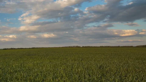 The movement of the thunderclouds over the fields of wheat in spring Stock Footage 90305579