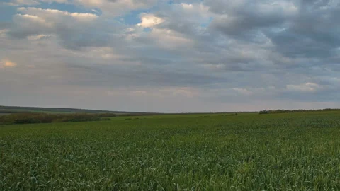 The movement of the thunderclouds over the fields of wheat in spring Stock Footage 90309084